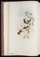 Dot-eared Coquette plate 122