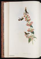 Rufous-crested Coquette plate 121