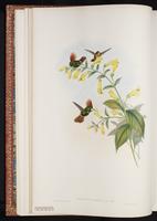 Rufous-crested Coquette plate 120