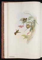 Frilled Coquette plate 119