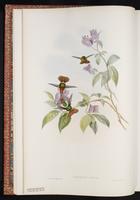 Dot-eared Coquette plate 118