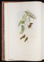 Tufted Coquette plate 117