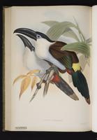 Andigena nigirostris plate 12