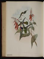 White-necked Jacobin plate 114