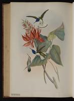 Colibrí nuca blanca, White-necked Jacobin plate 113