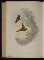 Chestnut-breasted Coronet plate 112