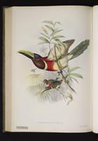 Pteroglossus sturmi plate 11