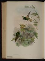 Buff-tailed Coronet plate 111