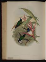 Velvet-purple Coronet plate 110