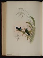 Blue-headed Hummingbird plate 109