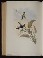 Fork-tailed Woodnymph plate 108