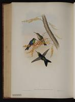 Green-crowned Woodnymph plate 107