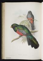 Lattice-tailed trogon plate 32