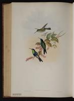 Violet-crowned Woodnymph plate 106