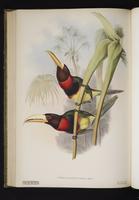 Pteroglossus mariae plate 10