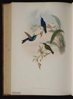 Fork-tailed Woodnymph plate 105