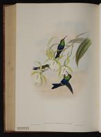 Fork-tailed Woodnymph plate 104