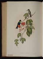 Fork-tailed Woodnymph plate 103