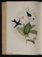 Fork-tailed Woodnymph plate 102