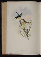 Fork-tailed Woodnymph plate 101