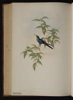 Long-tailed Woodnymph plate 100