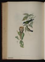 Violet-capped Woodnymph plate 99