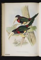 Pteroglossus flavirostris plate 9