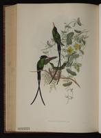 Red-billed Streamertail, Streamertail plate 98