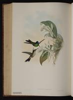 Violet-fronted Brilliant plate 97