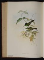 Violet-fronted Brilliant plate 96