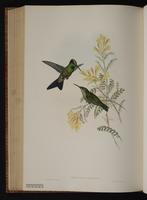 Heliodoxa jacula jamesoni plate 95