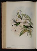 Green-crowned Brilliant plate 94