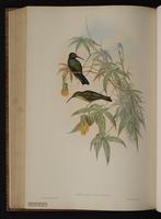 Black-throated Brilliant plate 93