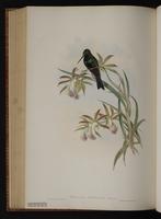 Black-throated Brilliant plate 92