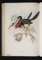 Pteroglossus azarae plate 8