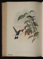 White-vented Plumeleteer plate 91