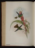 Bronze-tailed Plumeleteer plate 90