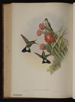 White-vented Plumeleteer plate 89