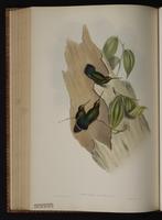 Green-fronted Lancebill plate 88