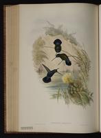 Blue-fronted Lancebill plate 87