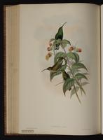 Mountain Velvetbreast plate 86