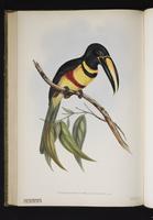 Pteroglossus poecilosternis plate 7