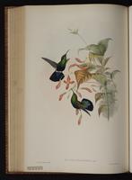 Green-throated Carib plate 84