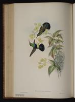 Green-throated Carib plate 83