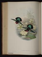 Purple-throated Carib plate 82