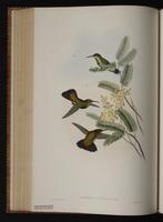 Antillean Mango plate 80