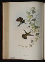 Antillean Mango plate 79