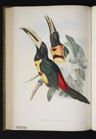 Pteroglossus erythropygius plate 6