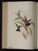 Green Mango plate 78