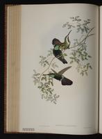 Green-throated Mango plate 77